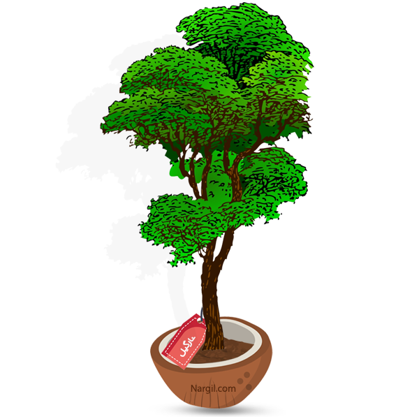 Nargil_Ulmus carpinifolia